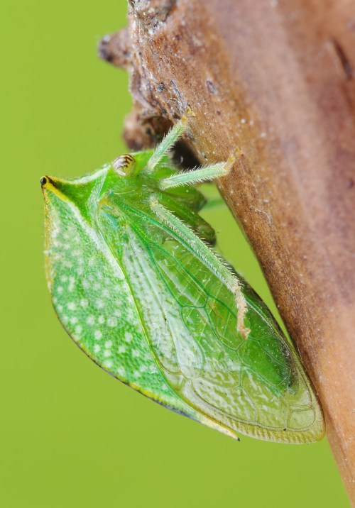 Readers’ wildlife photos – Why Evolution Is True