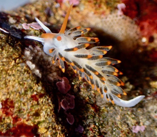Readers’ wildlife photos – Why Evolution Is True