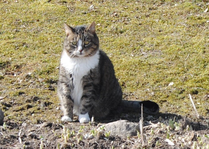 Image for article Wednesday Hili dialogue
