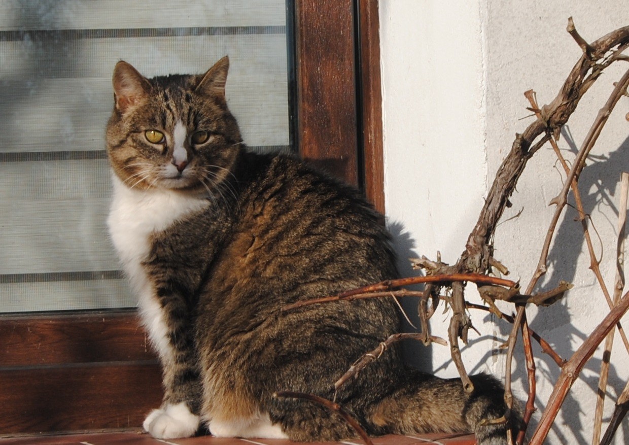 Image for article Tuesday Hili dialogue