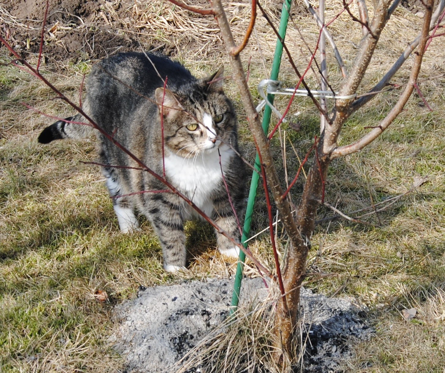 Image for article Thursday Hili dialogue