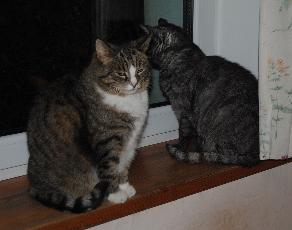 Tuesday: Hili dialogue