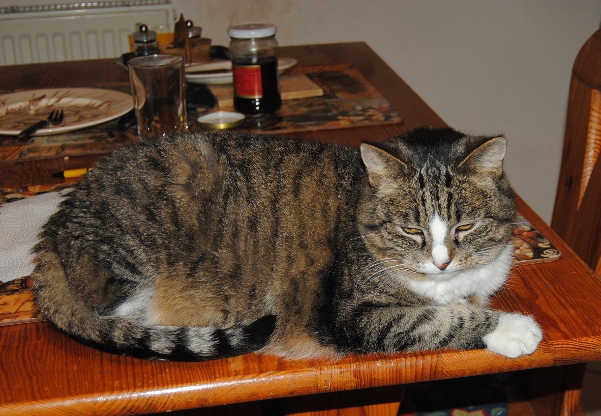 Image for article Wednesday Hili dialogue