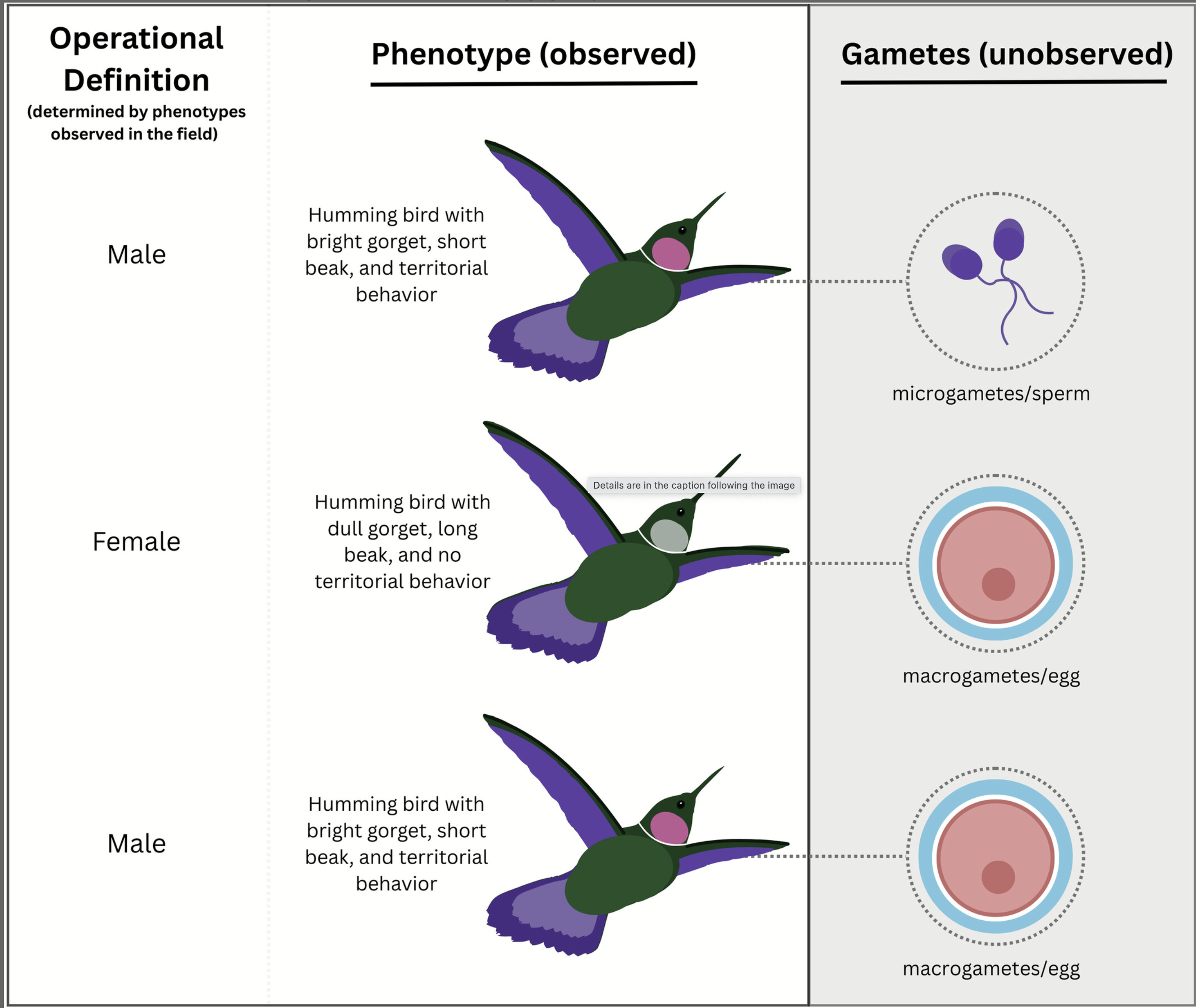 Another journal drinks the Kool-Aid: Ecology Letters publishes a misguided article that “There is no consensus on biological sex”
