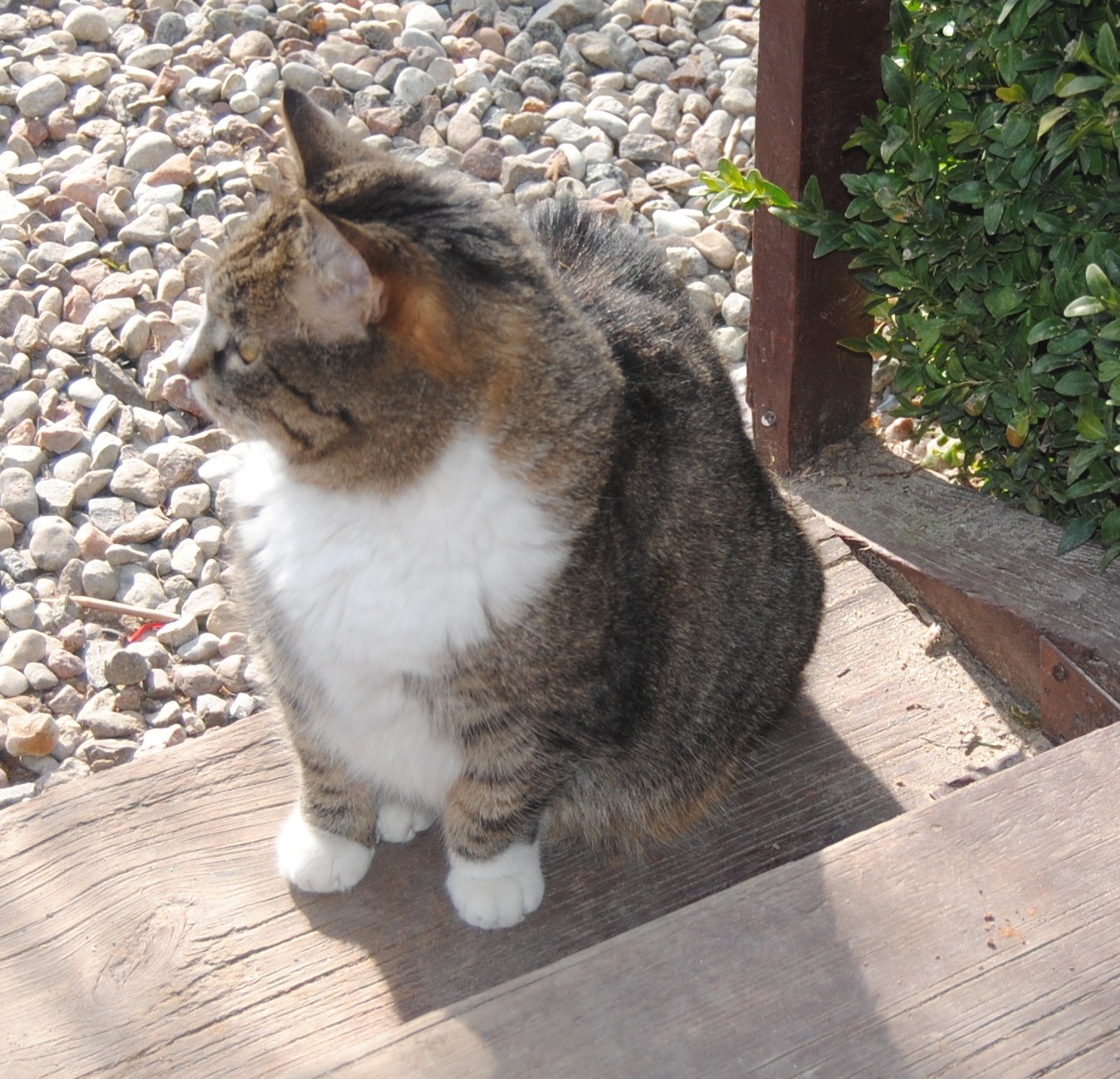 Image for article Sunday Hili dialogue