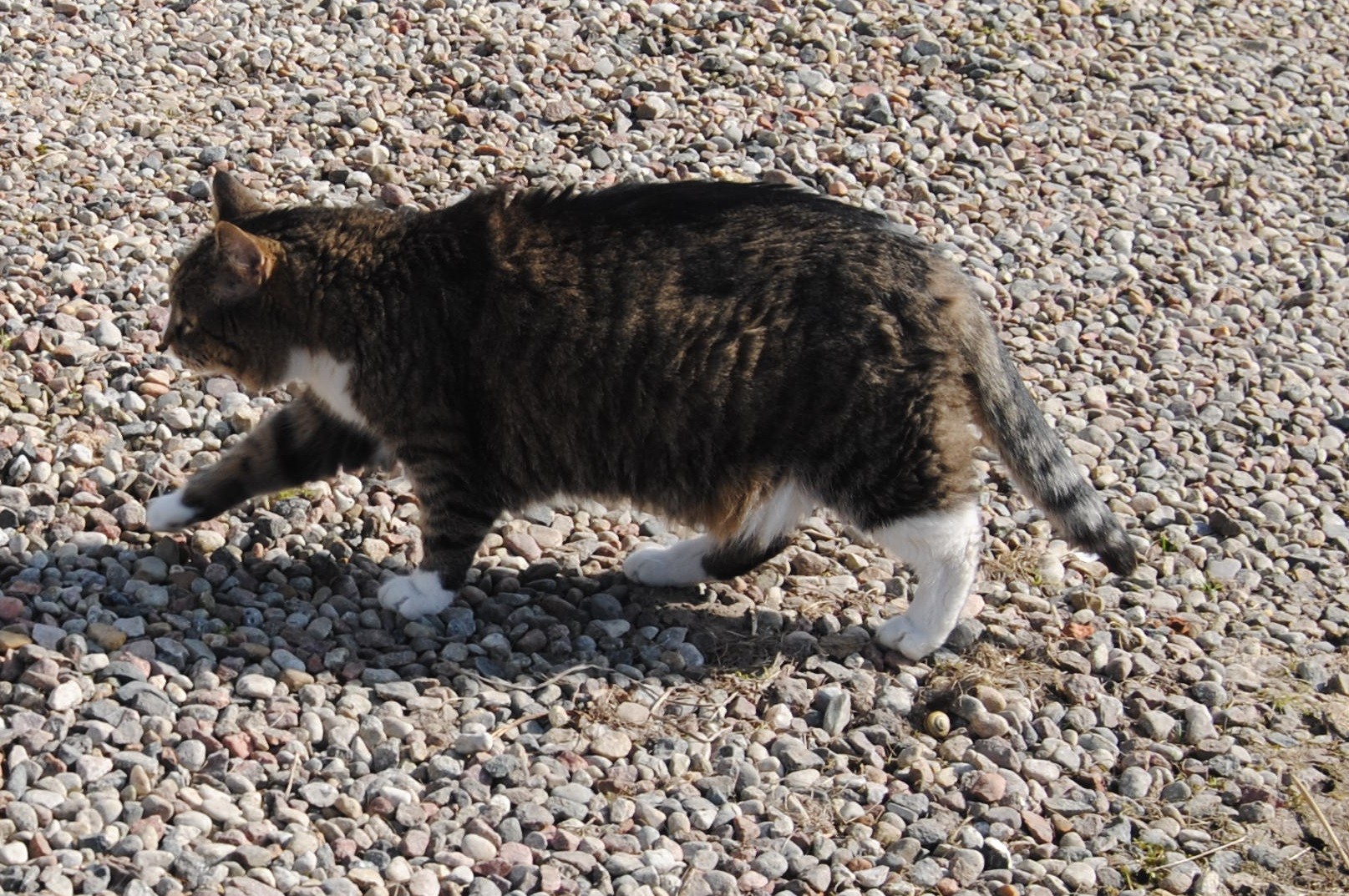 Friday: Hili dialogue