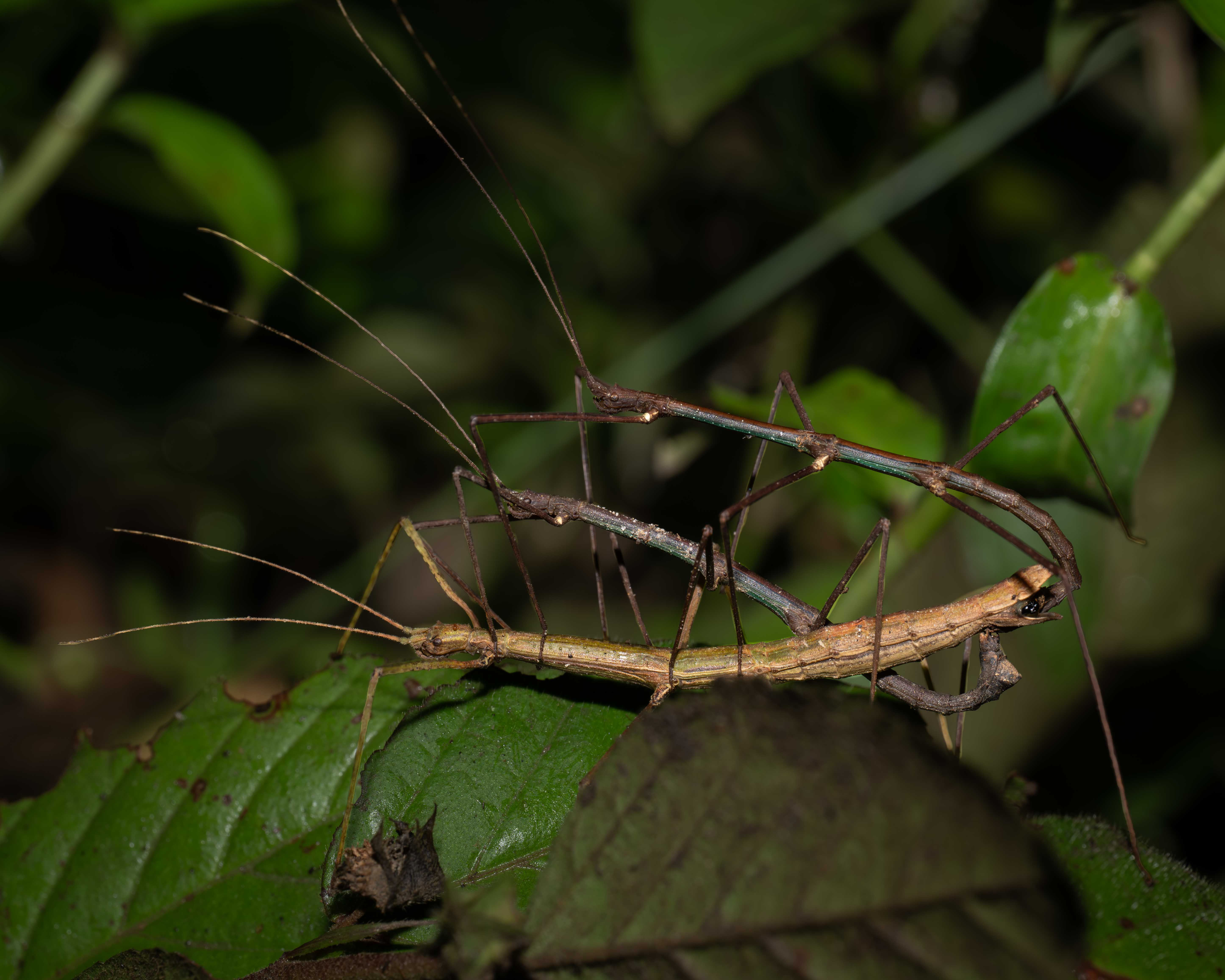 Readers’ wildlife photos