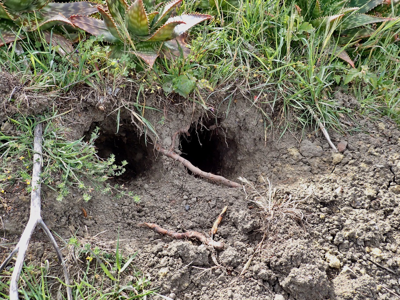 Readers’ wildlife photos and video