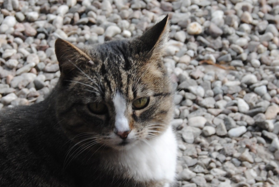 Tuesday: Hili dialogue