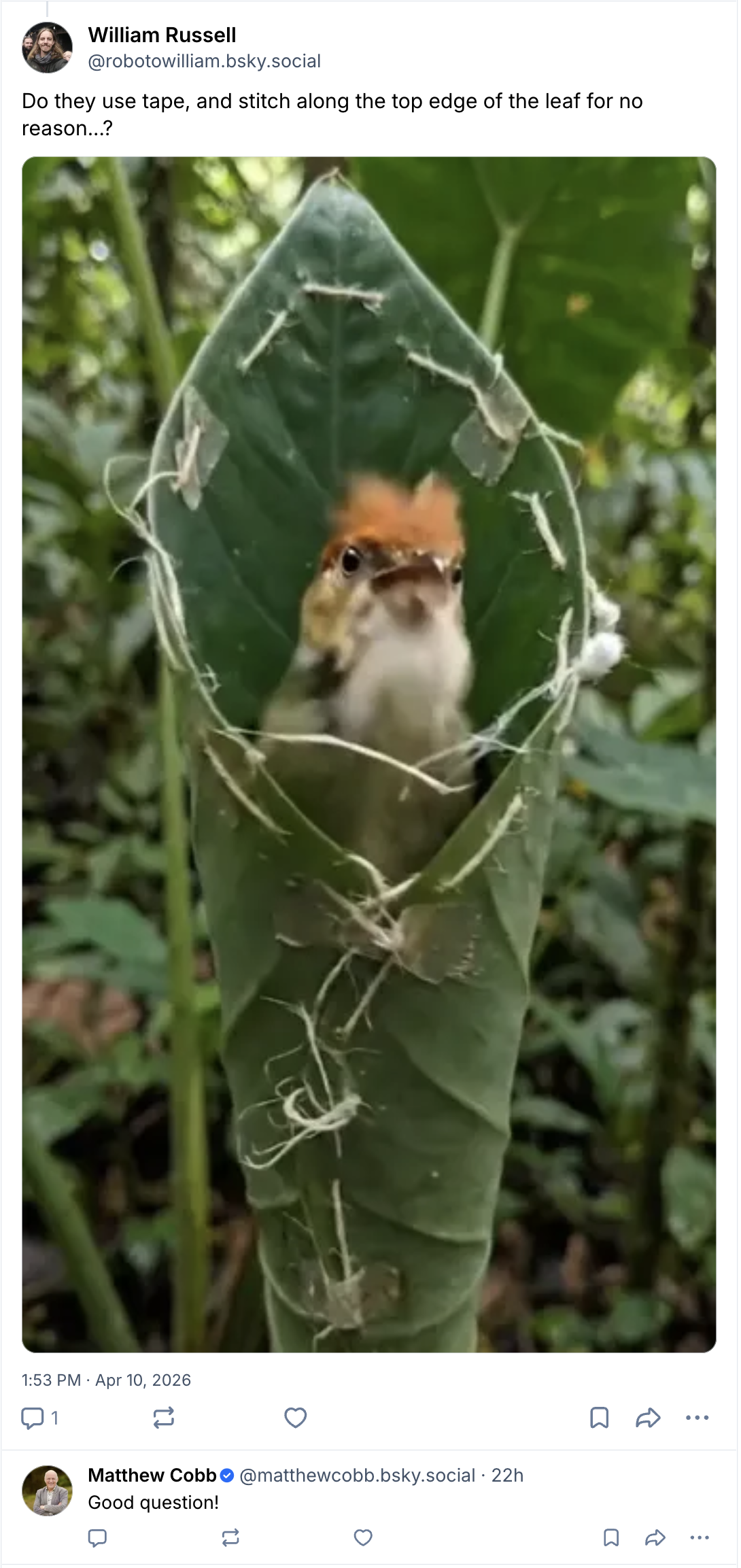 Sunday: Hili dialogue — GLOBAL — ERYU PROJECT