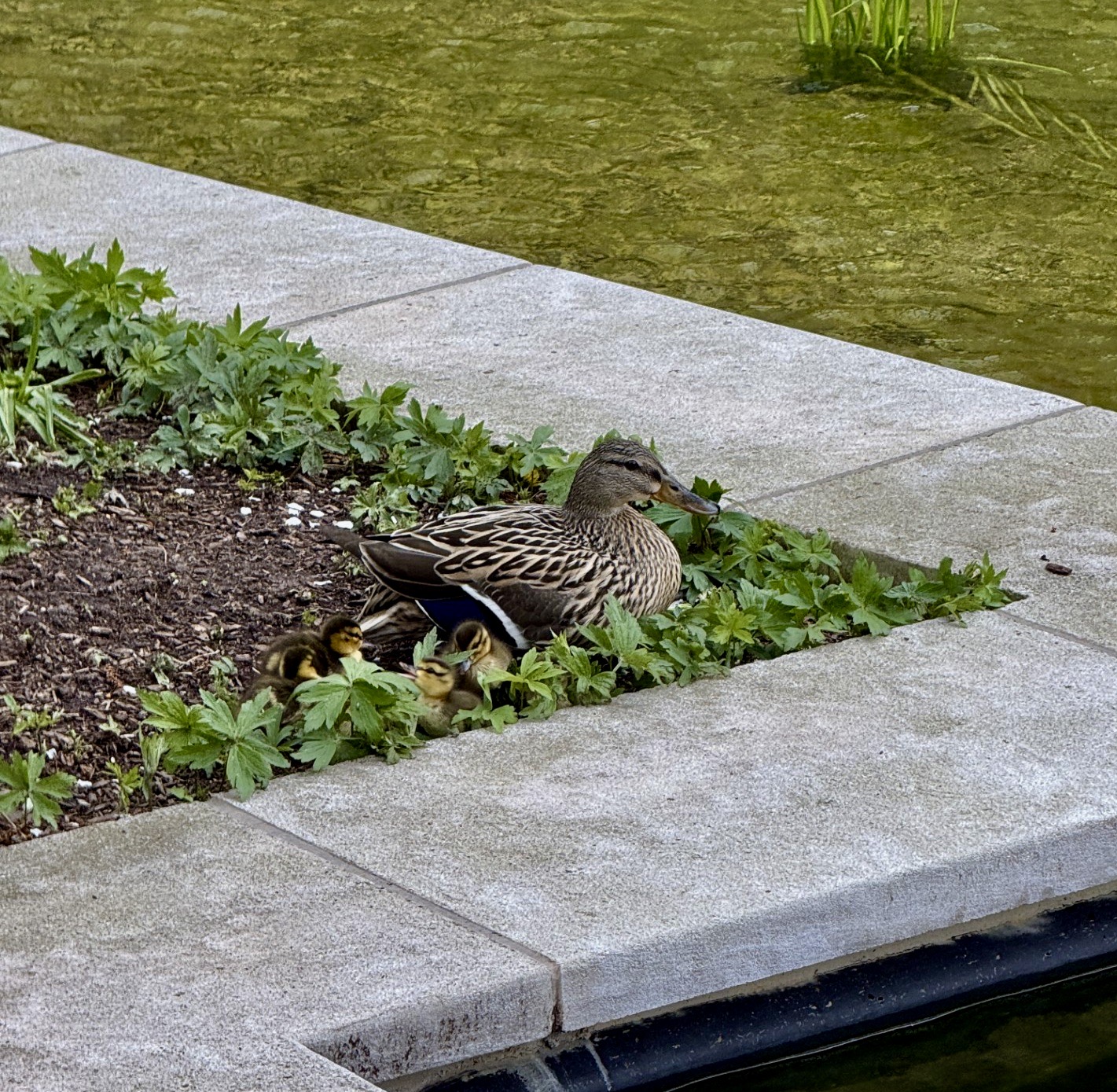 Have a cigar: I’m a father (of 7 ducklings)!!