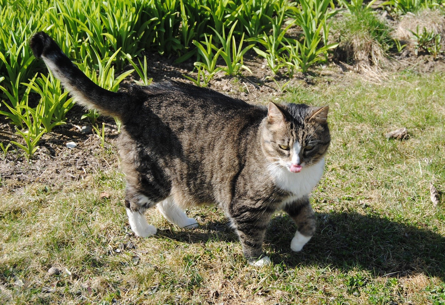 Sunday: Hili dialogue