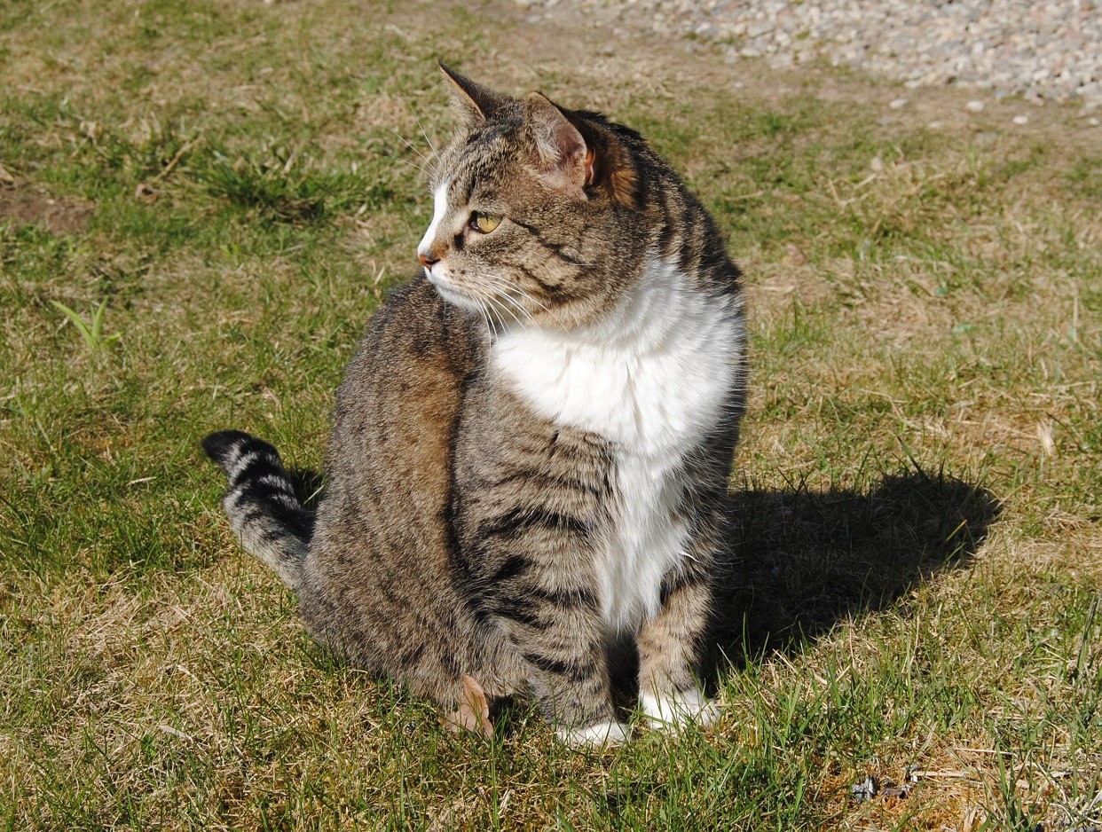 Image for article Saturday Hili dialogue