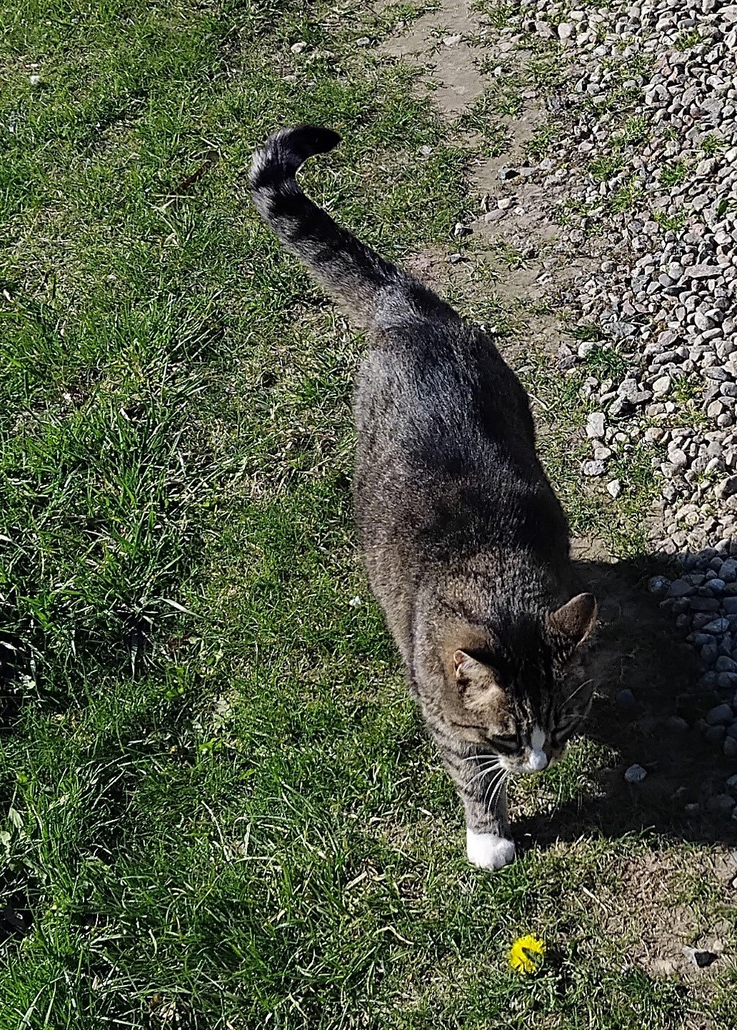 Saturday: Hili dialogue? — GLOBAL — ERYU PROJECT