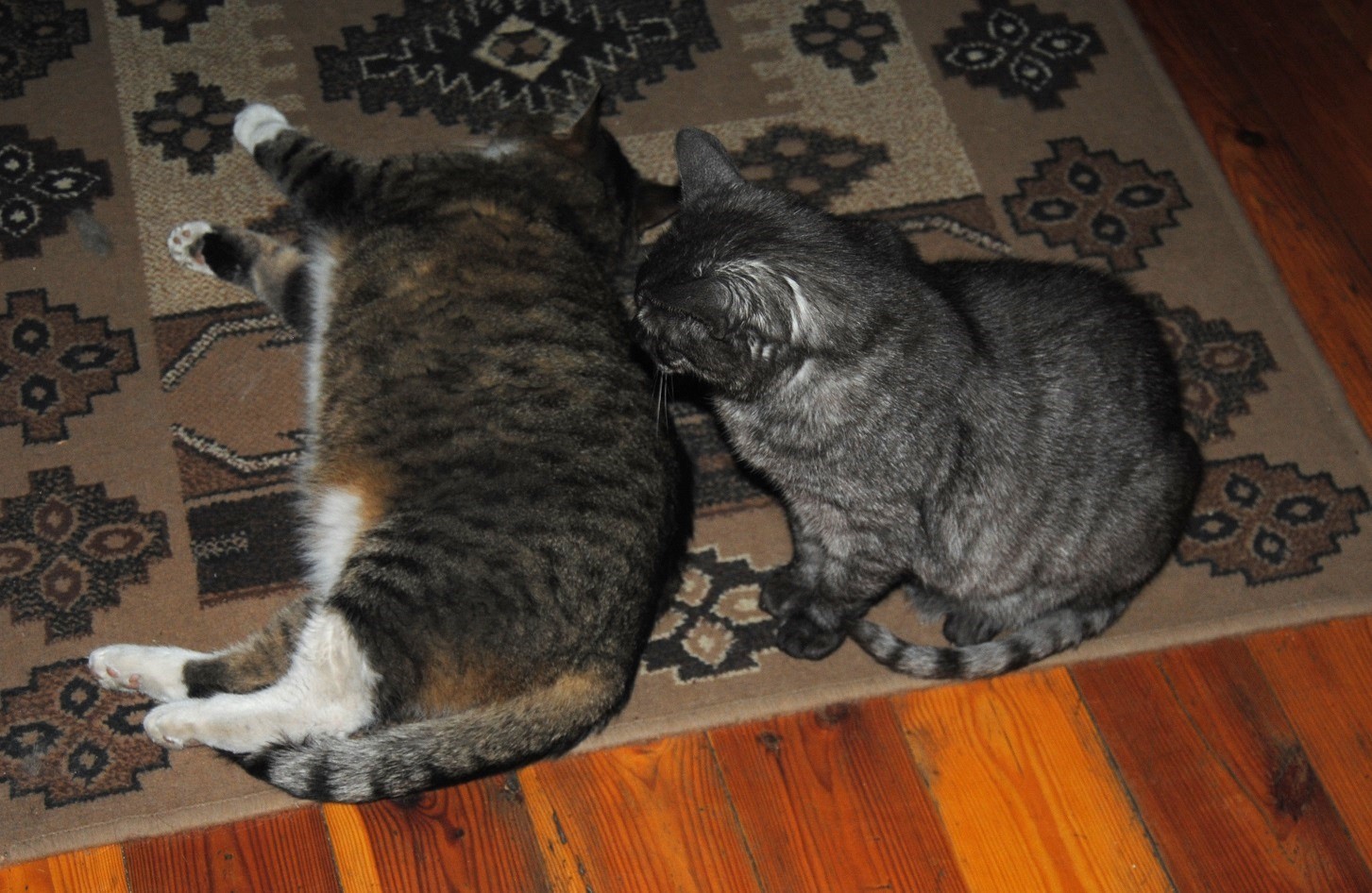 Friday: Hili dialogue