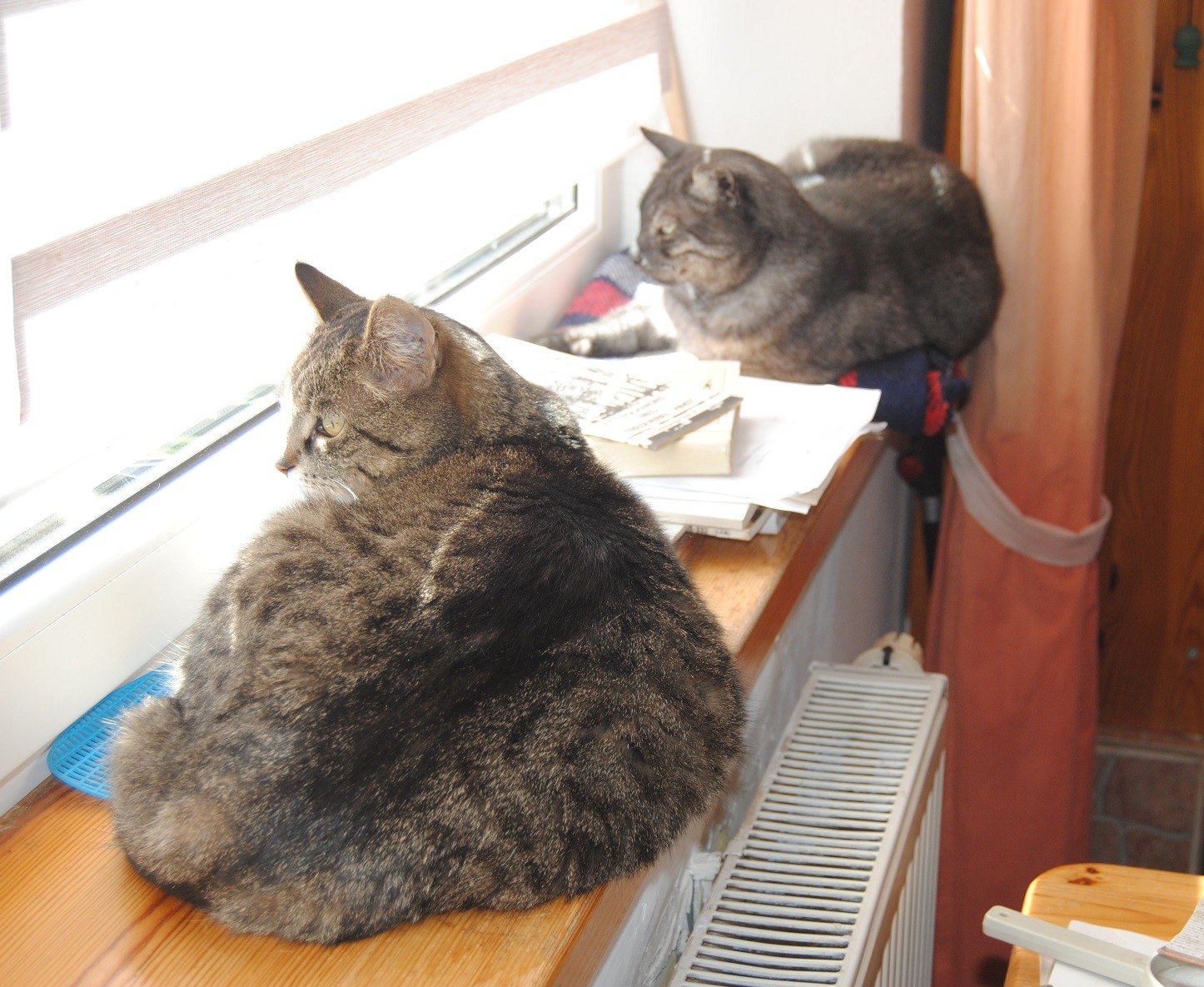 Image for article Saturday Hili dialogue