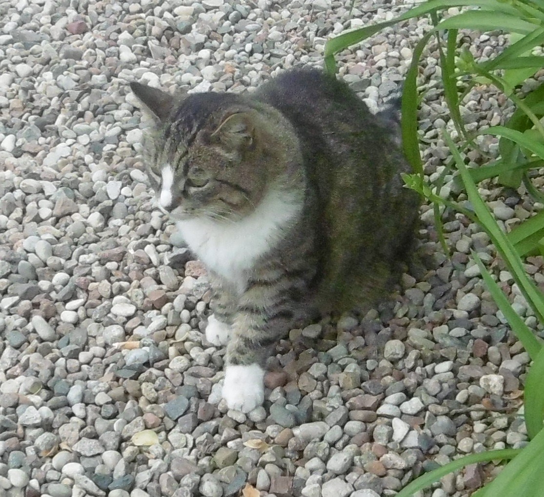 Monday: Hili dialogue