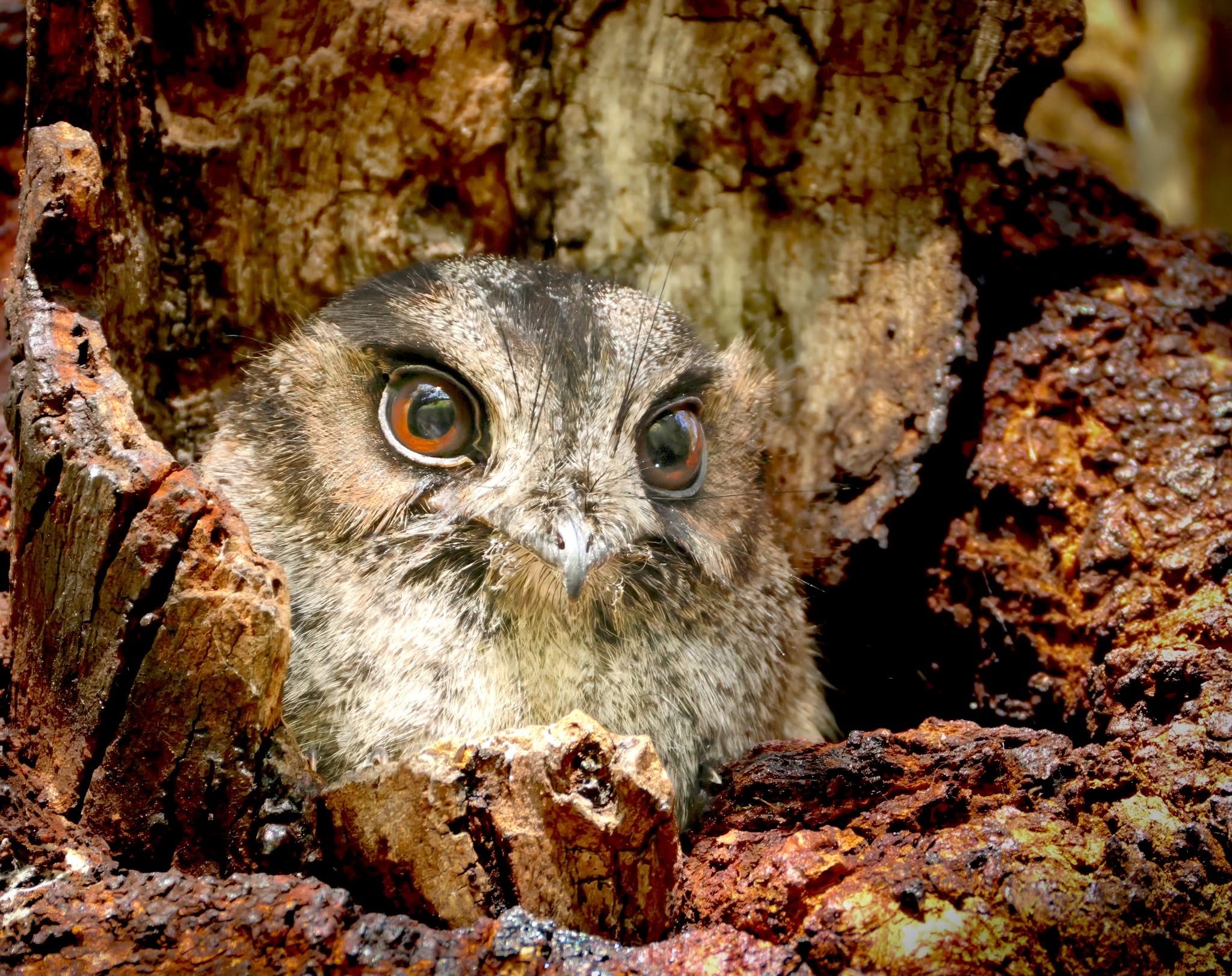 Readers’ wildlife photos