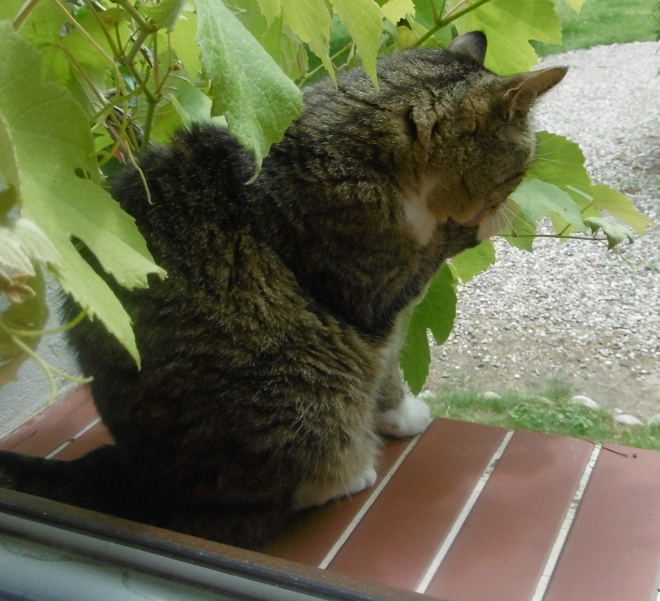 Tuesday: Hili dialogue