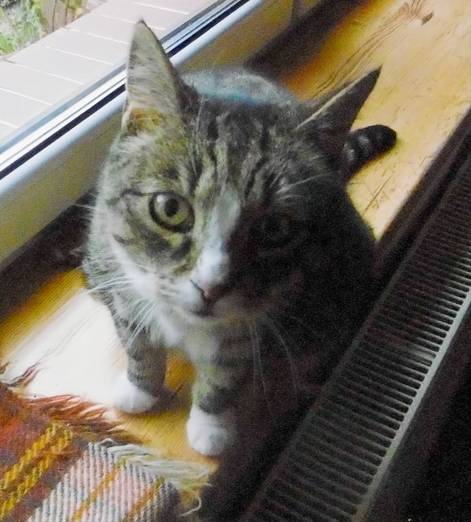Monday: Hili dialogue