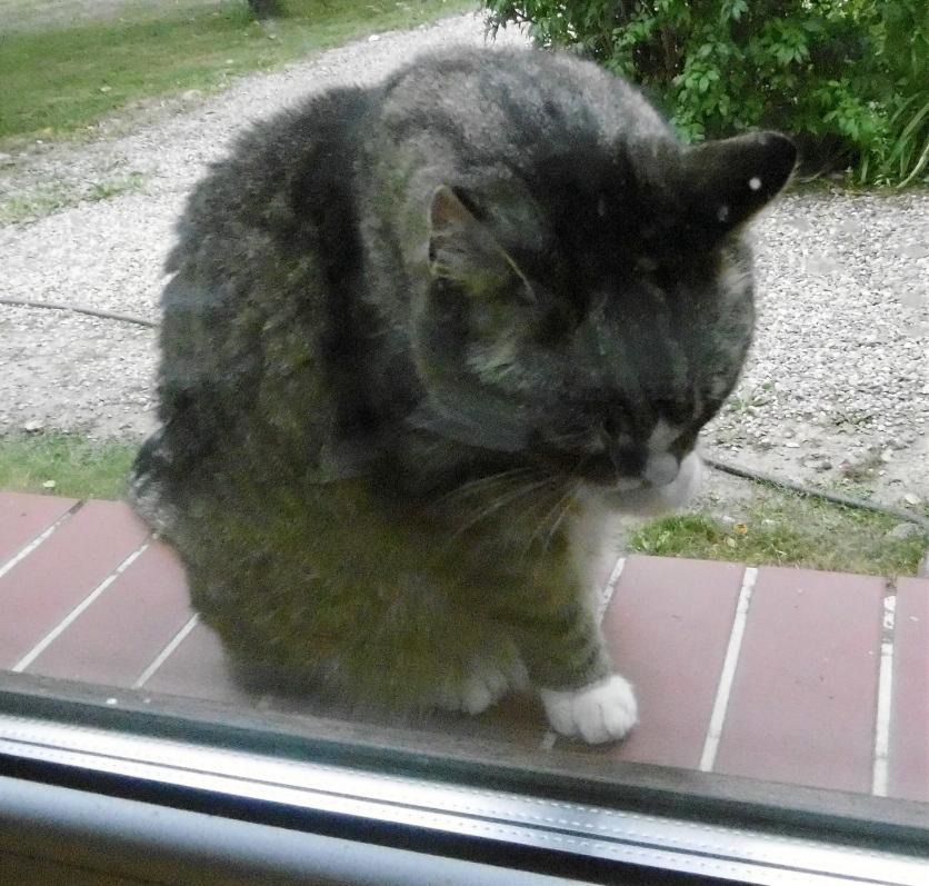 Tuesday: Hili dialogue